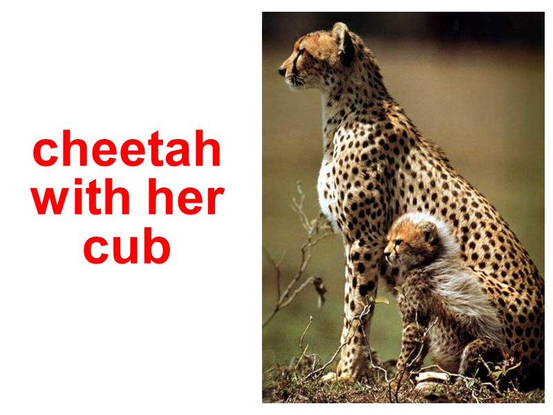 cheetah with her cub